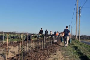 plantations de haies