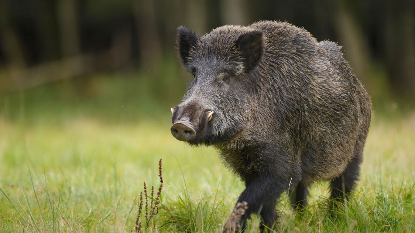 Comment Empecher Les Sangliers De Venir Dans Le Jardin Des prélÚvement complémentaires pour endiguer la prolifération de l