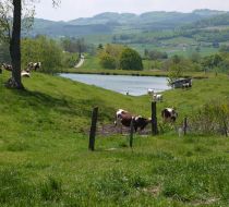 vaches